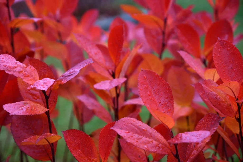 Aroniabladen färgas Bladen på Aroniahäcken färgas röda på hösten på hösten