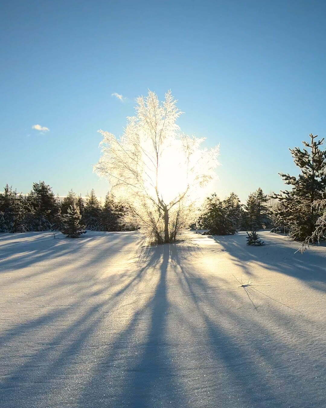 Vitt frostigt träd i motljus. Fotat i Luleå skärgård en tidig februarimorgon.