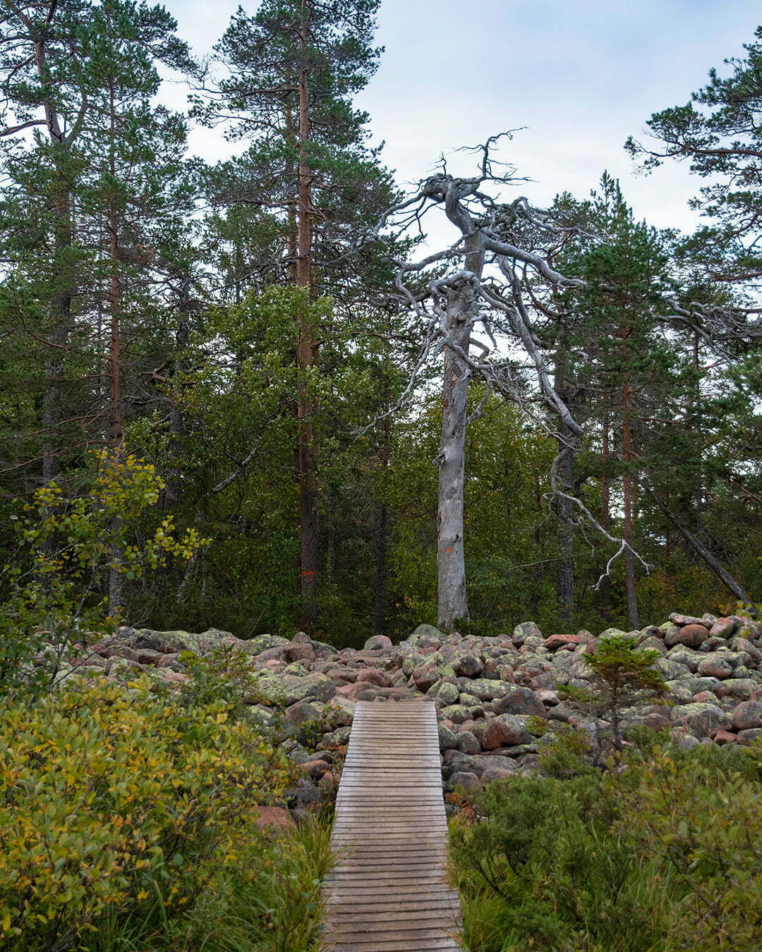 Gammal silvertall i Skuleskogens nationalpark
