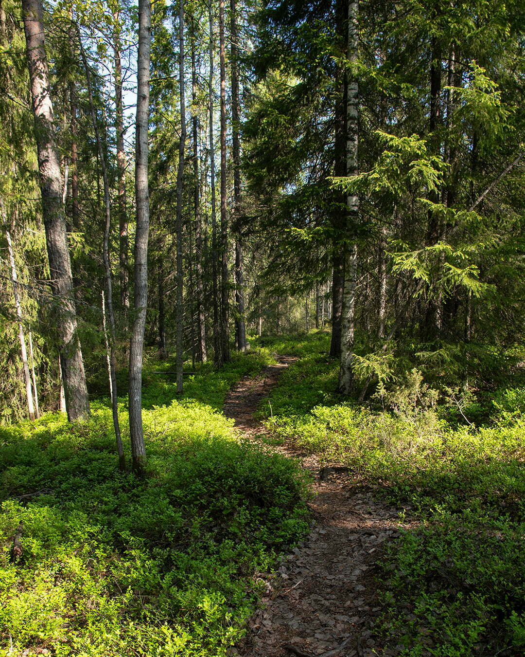 Skogsstig på Ormberget i Luleå