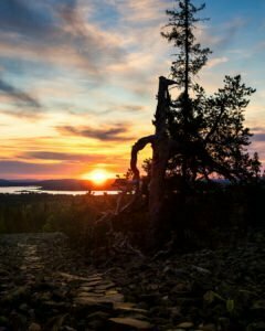 Solnedgång vid tallen på Bälingeberget i Luleå stående bild 00109