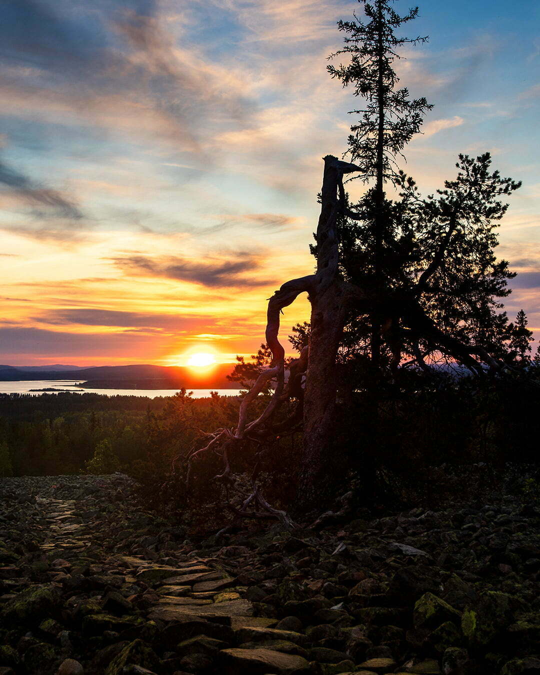 Solnedgång vid tallen på Bälingeberget i Luleå stående bild 00109