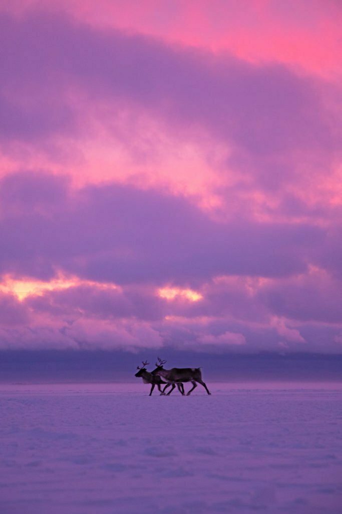 Renar i Luleå skärgård Bottenviken vinter soluppgång 1080x1620 px bild 00023