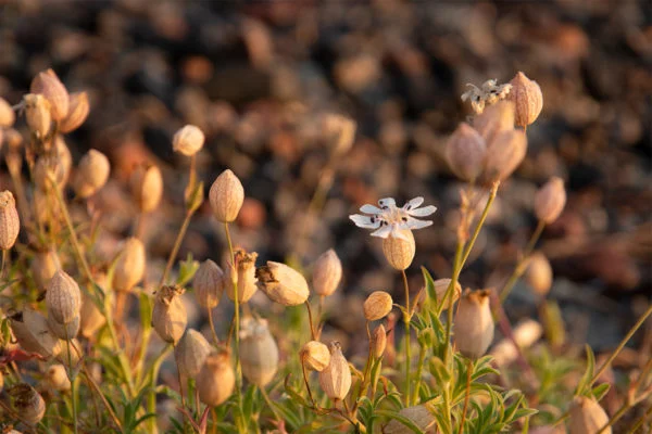 Vacker blomma i Bottenvikens skärgård 1200x800 px bild 00038