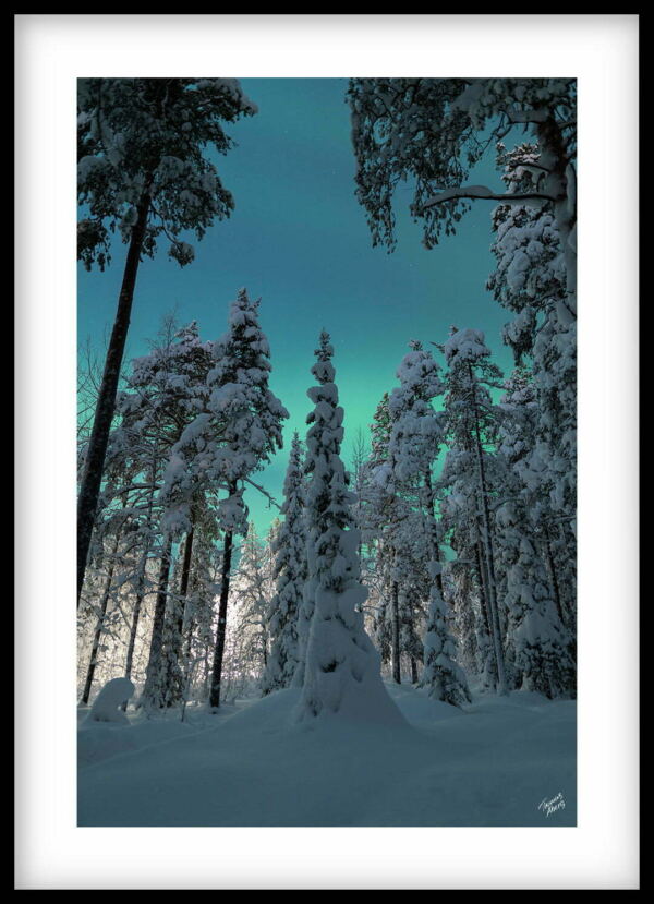 Tavla 00156 Vinter och norrsken i Ormbergsskogen