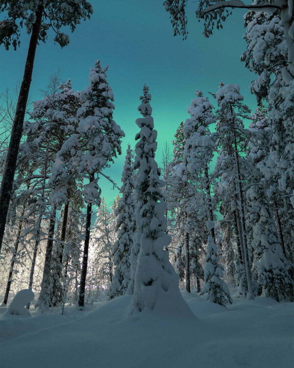 Vinter och norrsken i Ormbergsskogen bild 00156 1080x1350px
