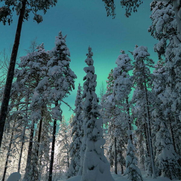 Vinter och norrsken i Ormbergsskogen bild 00156 1080x1620px