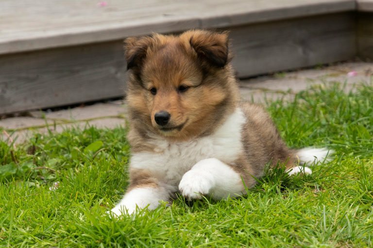 Shetland sheepdog hundvalpen Cliffhanger en skuggad sobel Sheltie 1200x900