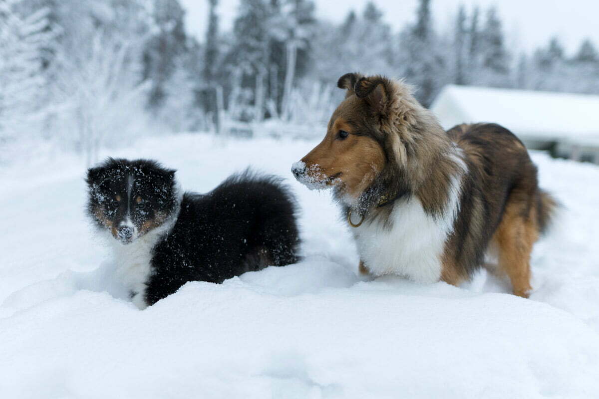 Shetland sheepdog snö vinter söta Sheltie hundvalpar 1200x900