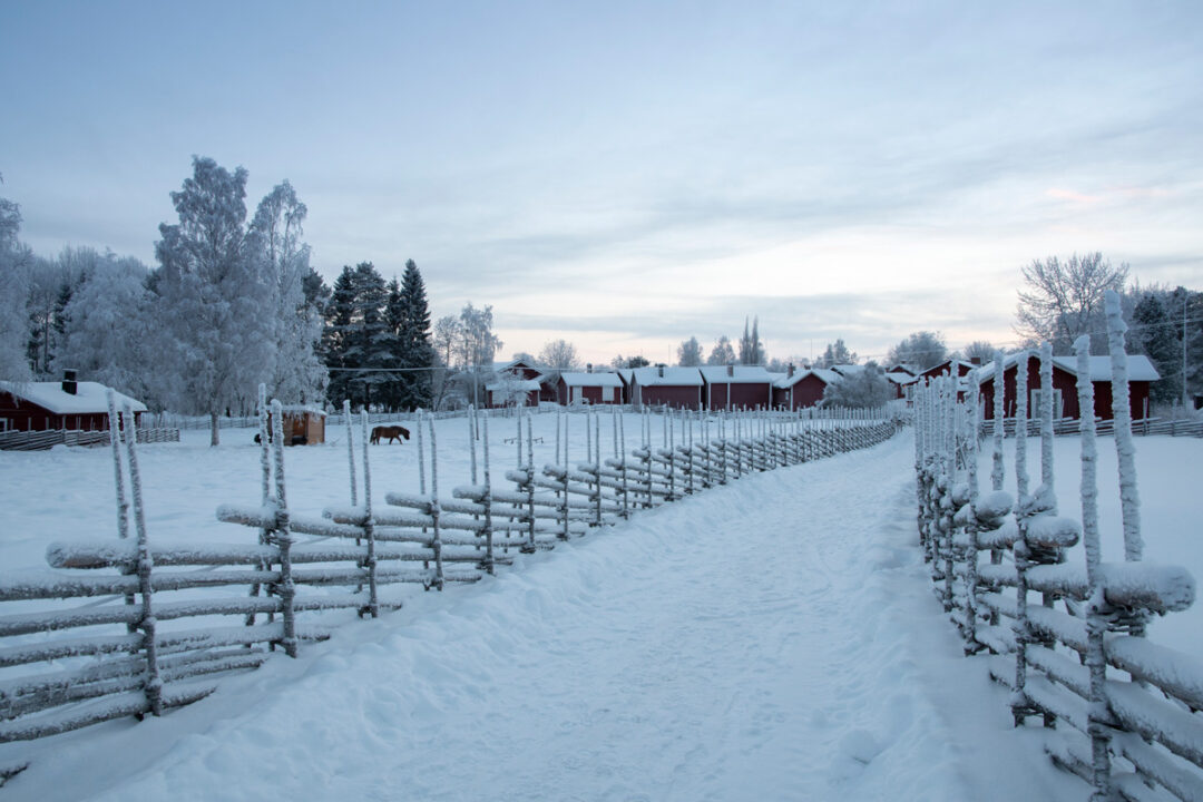 Gammelstad Kyrkstad Gärdsgårdsstaket Hägnan Häst Vinter