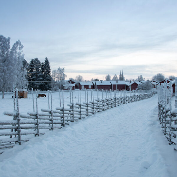 Gammelstad Kyrkstad Gärdsgårdsstaket Hägnan Häst Vinter