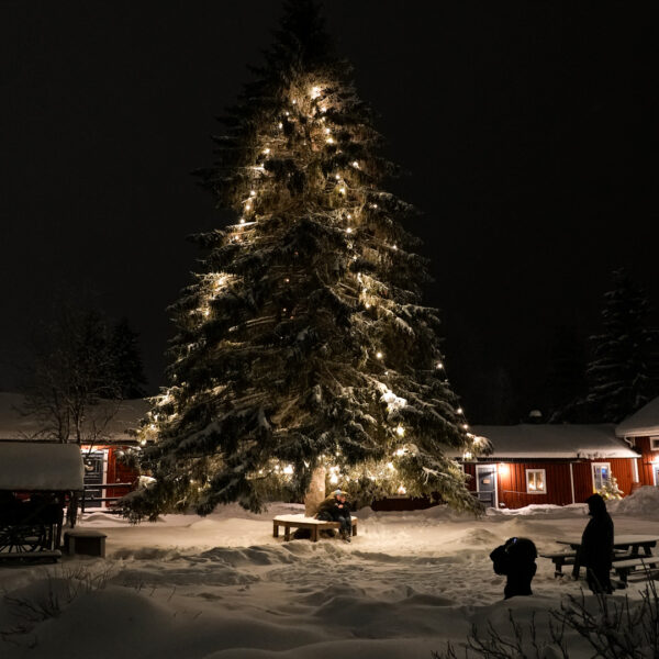 Gammelstad Kyrkstad Hägnan Guidad tur Porträtt vid granen