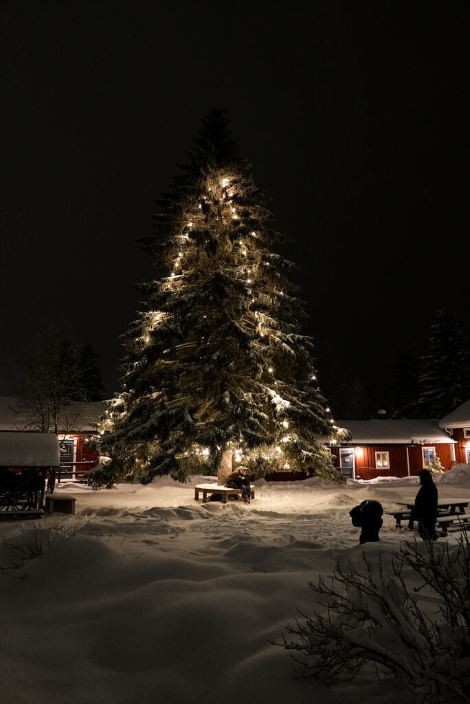 Gammelstad Kyrkstad Hägnan Guidad tur Porträtt vid granen