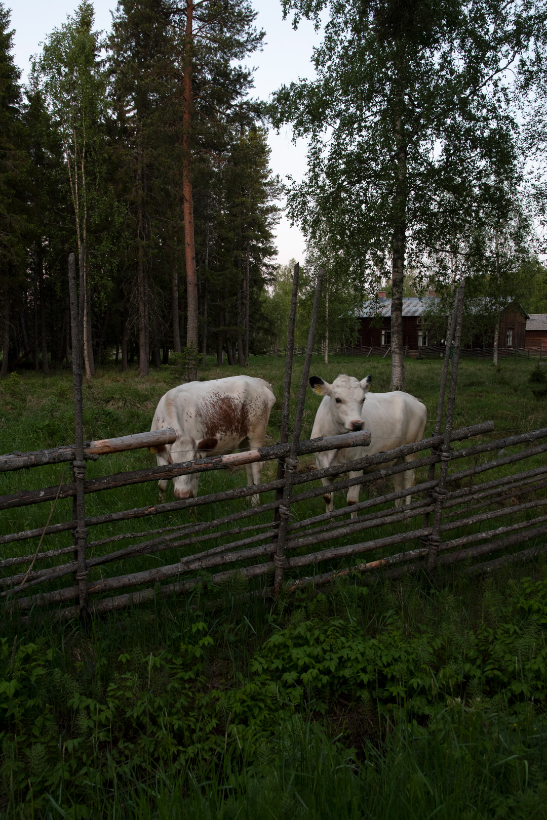 Gammelstad Kyrkstad Hägnan kor