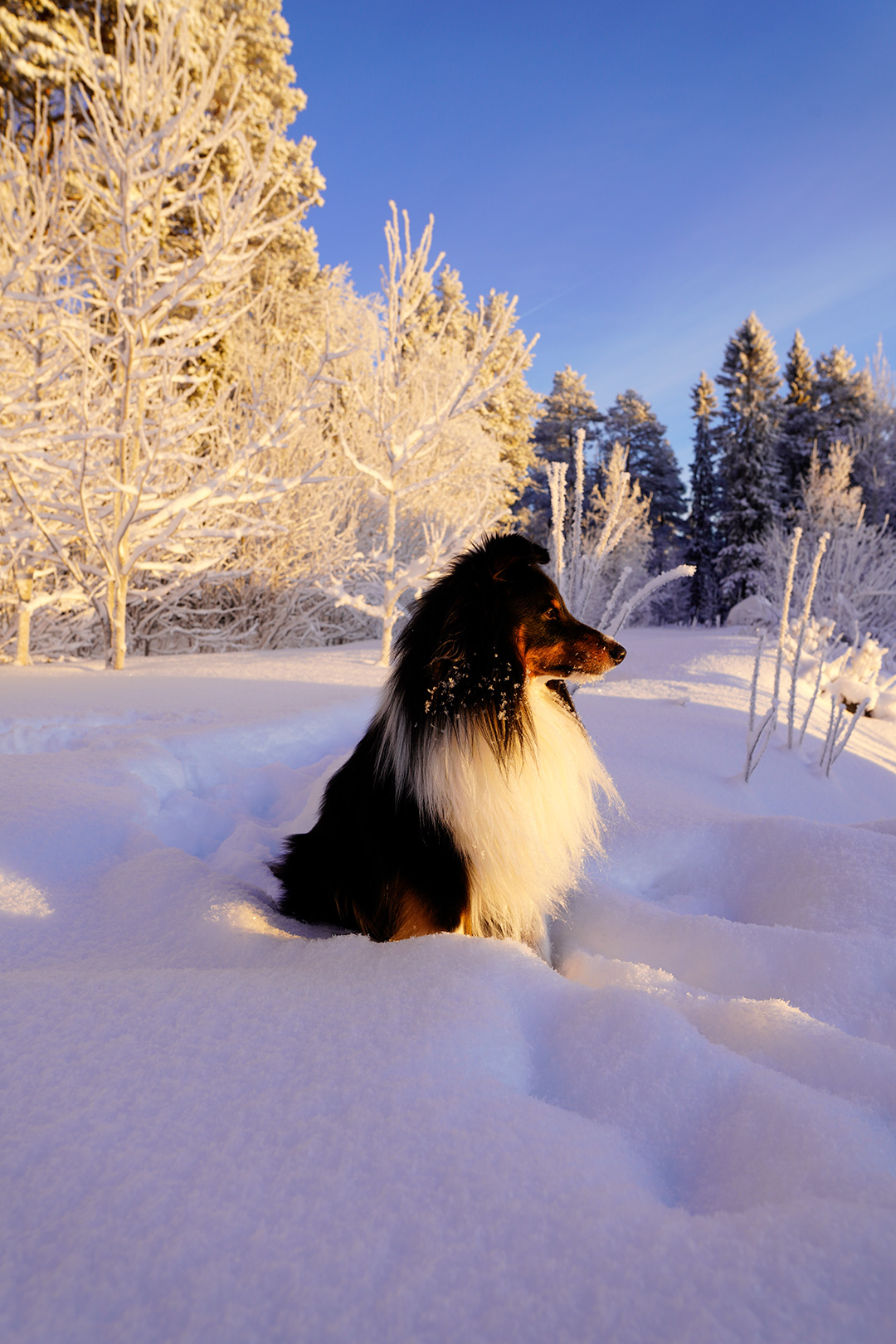 Trefärgad Sheltie Shetland sheepdog Vinter Profil
